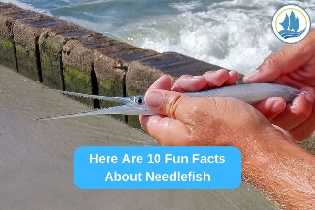 Here Are 10 Fun Facts About Needlefish